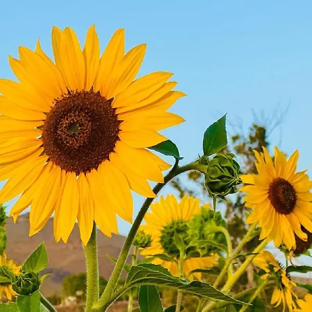 Nashira Hot Tub Piscina Y Jardin Apartament