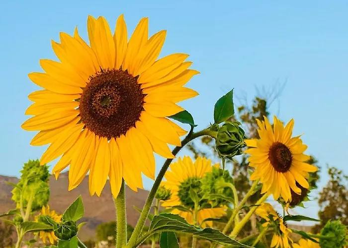 Nashira Hot Tub Piscina Y Jardin 아파트